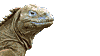 :blah